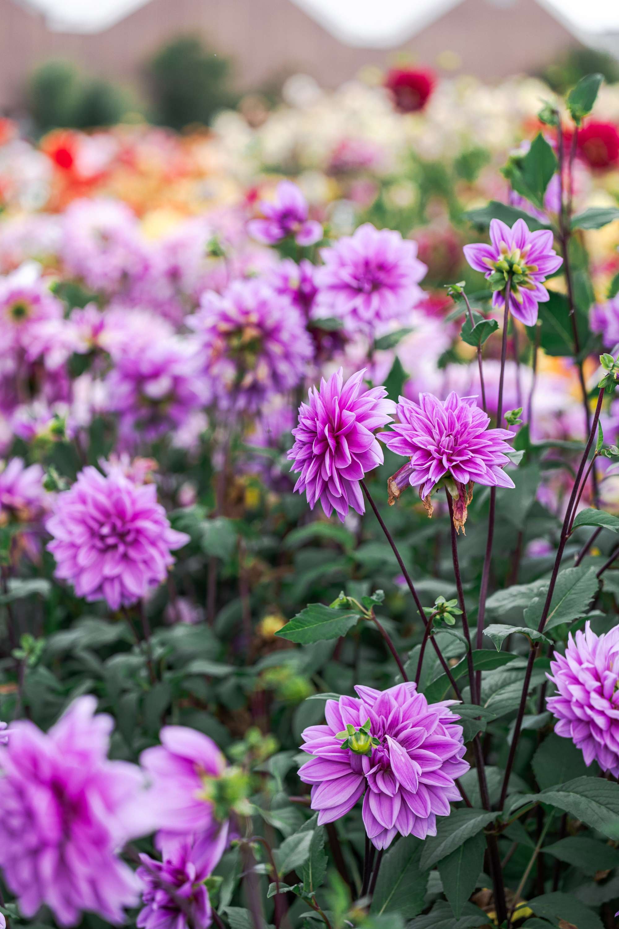 Dahlia 'Lilac Time'